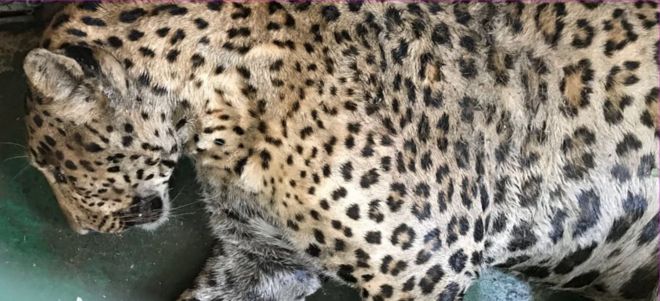 Транквилизированный леопард - 6 октября 2017 года