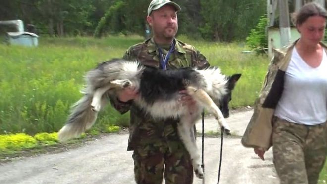 Chernobyl dogs