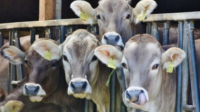 Крупный рогатый скот на скотном рынке Шефтсбери