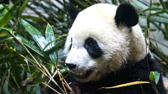 A giant panda eats bamboo at Chengdu Research Base of Giant Panda Breeding in 2018 in Chengdu, China