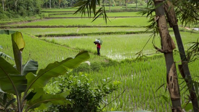 Фермер идет по рисовому полю в деревне, где 27 февраля 2017 года в Серанге была поднята Сити Айся, индонезийская женщина, арестованная в связи с убийством Ким Ченнама,