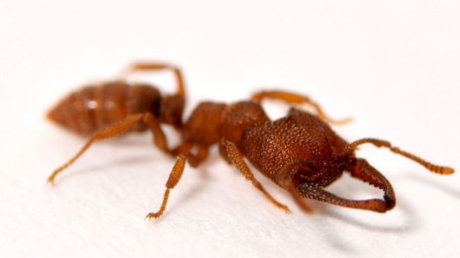 Mystrium camillae, a formiga drácula que faz o movimento mais rápido do reino animal