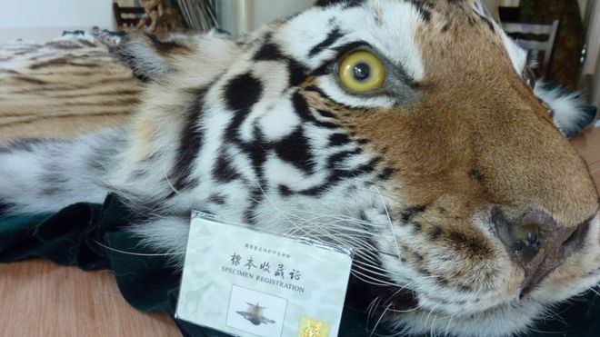 Tiger skin rug alongside a government permit offered at Xiafeng Animal Taxidermy in An Hui of China