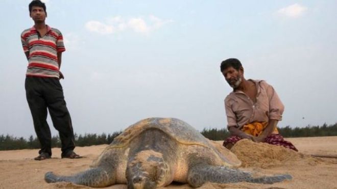 رجلان بجانب سلحفاة بحرية
