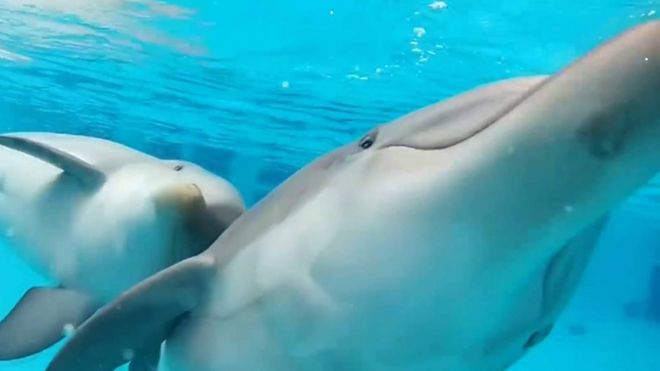 Делфини у базену