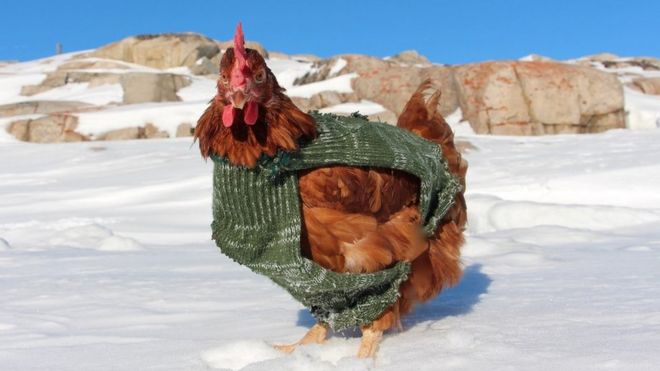 Моник курица стоит на снегу и носит куртку в Гренландии