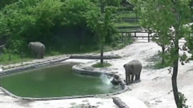 Baby elephant falling into pool