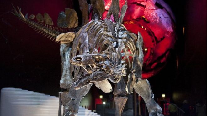Стегозавр Софи в Музее естественной истории