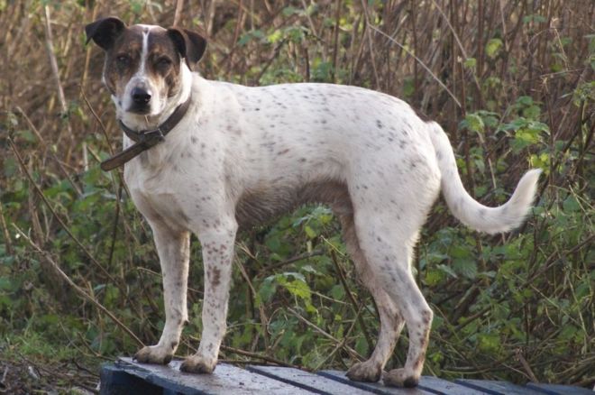 Фредди Колли x Английский бульдог в Holbrook Animal Rescue, Хоршам