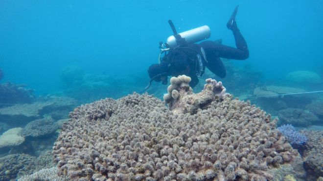 Surveys of the bleached/dead corals at Zenith Reef, GBR