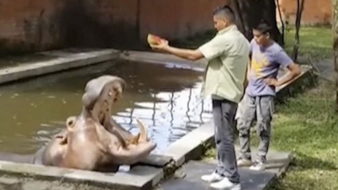 В этом кадре из видео, снятого 10 марта 2014 года и выпущенного 9-м каналом Сальвадора, в зоопарке Сан-Сальвадор в Сальвадоре кормят бегемота по имени Густавито. Директор зоопарка