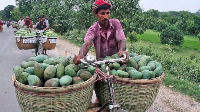 বাজারে আম নিয়ে যাচ্ছেন আম চাষী