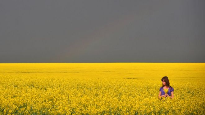 Довоенное рапсовое поле в Украине