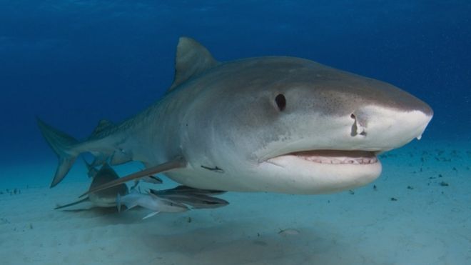 Изображение тигровой акулы под водой