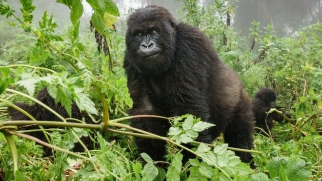 Вид спереди горной гориллы наблюдения туристов в лесу