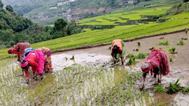 नेपालमा.६० प्रतिसतभन्दा बढि धान रोपाई हुने क्षेत्र आकासे पानीमा निर्भर रहनेगर्छ।