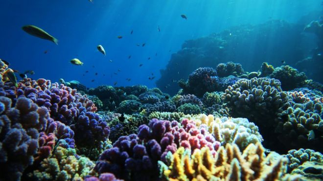 Вид на коралловый риф с разноцветными кораллами и рыбой, плавающей над