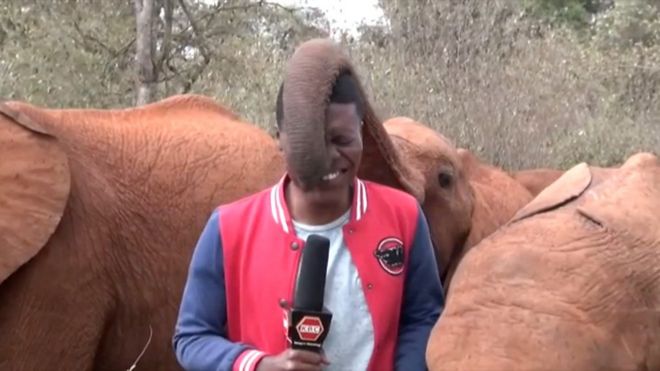 A baby elephant interrupts TV report