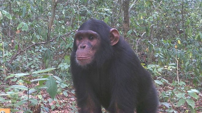 Шимпанзе