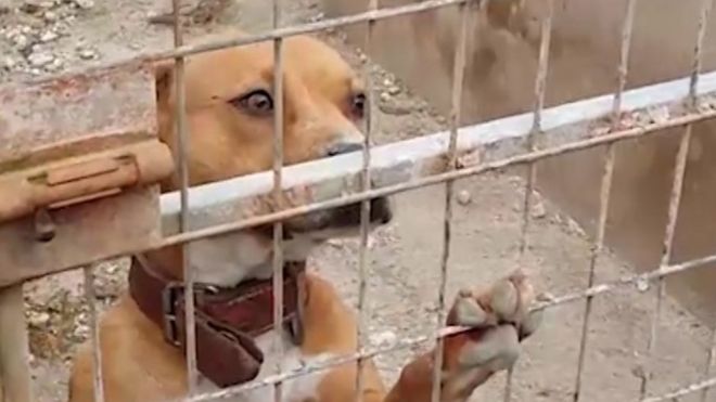 Uno de los perros rescatados en el operativo policial.