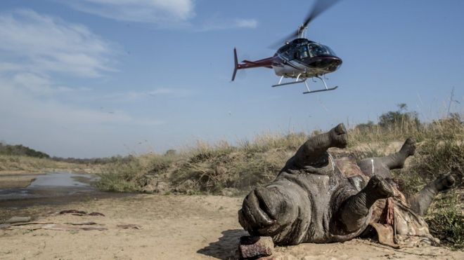 Вертолет в воздухе возле трупа мертвого носорога