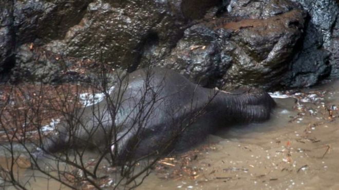 Туша слона лежит на мелководье под водопадом Хэу Нарок