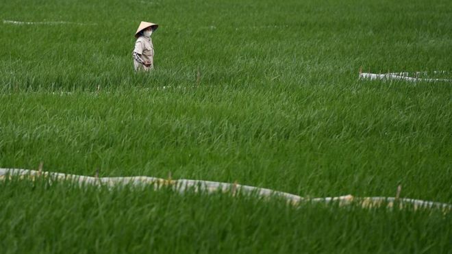 Женщина на рисовом поле во Вьетнаме