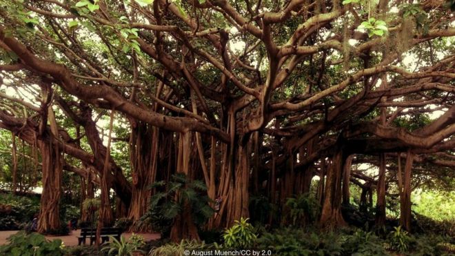 The banyan tree can get very big