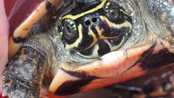 Undated handout photo issued by WWF, of a Malayemys isan, a snail eating turtle, which is one of the 115 new species that were discovered in the Greater Mekong region in 2016.