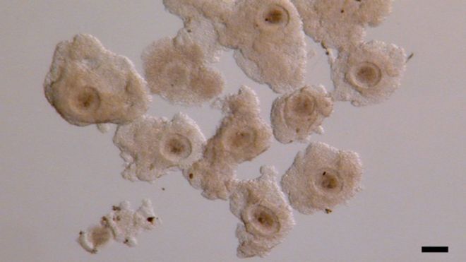 Яйца носорога, или ооциты, под микроскопом