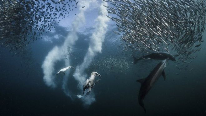 Two shoals of sardines are preyed on by dolphins and birds