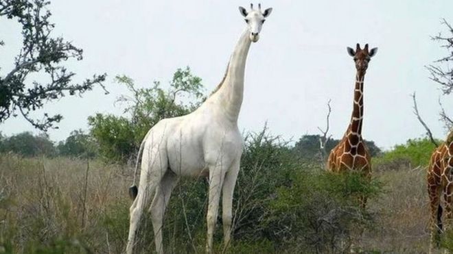 Twiga weupe katika hifadhi ya Ishaqbini Hirola kaunti ya Garissa Kenya