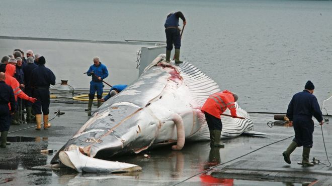 Раздаточный материал о трупе плавника кита в Исландии