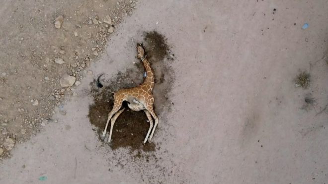 가뭄에 말라죽는 가축들…절규하는 케냐