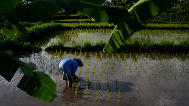 Plantación de arroz en Bali, Indonesia.