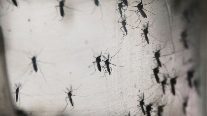 Aedes aegypti mosquitoes inside a lab