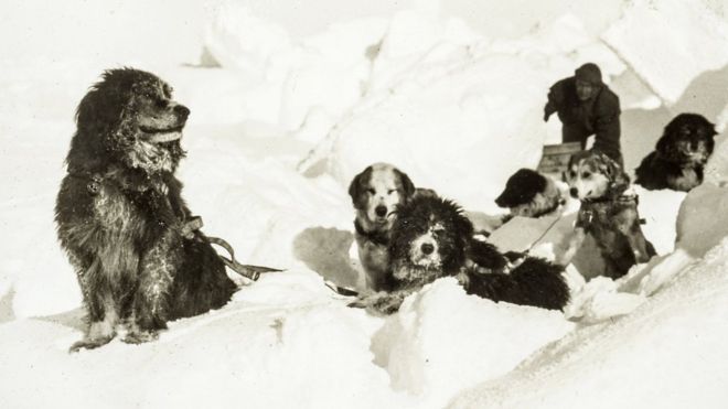 собаки и человек на льду
