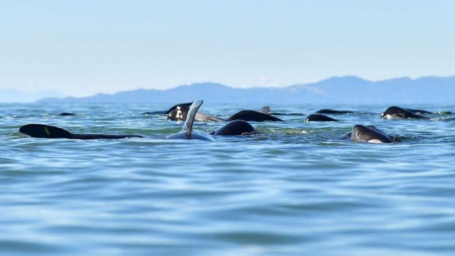 На этом снимке, сделанном 11 февраля 2017 года, показаны пилотные киты, плавающие в более глубоких водах после массового стояния на Прощальной косе.