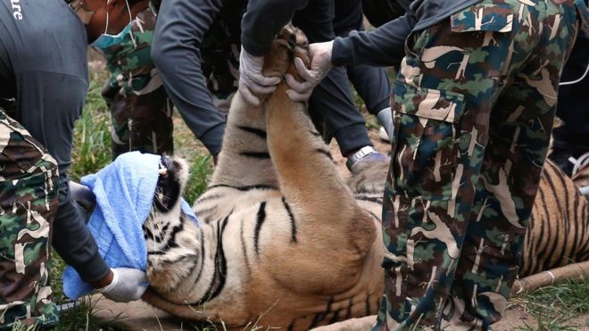 Thai National Park officials move a tiger after it was tranquilized to be moved from the Tiger Temple in Kanchanaburi province, Thailand, 30 May 2016.
