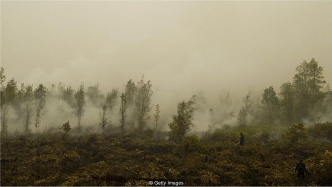 Incêndio em floresta