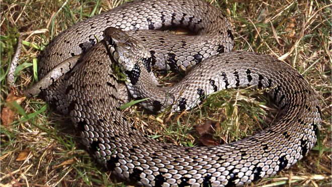 File:Grass Snake (Natrix helvetica) playing dead close-up