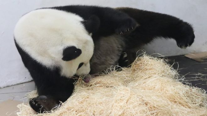 На изображении без даты, предоставленном Пайри Дайзой 2 июня 2016 года, изображена мать гигантской панды Хао Хао со своим новорожденным детенышем в зоопарке Пайри Дайза в Брюглетте