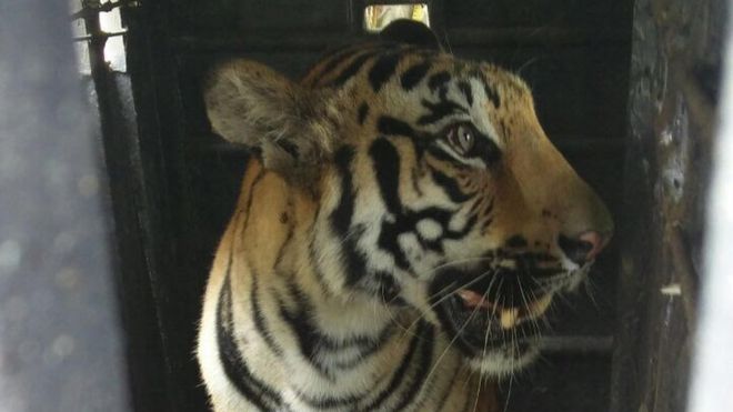 Тигрица, идентифицированная как 'T27 cub1