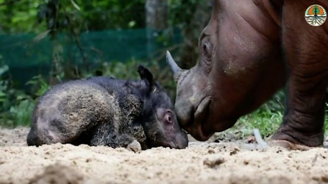 새로 태어난 코뿔소