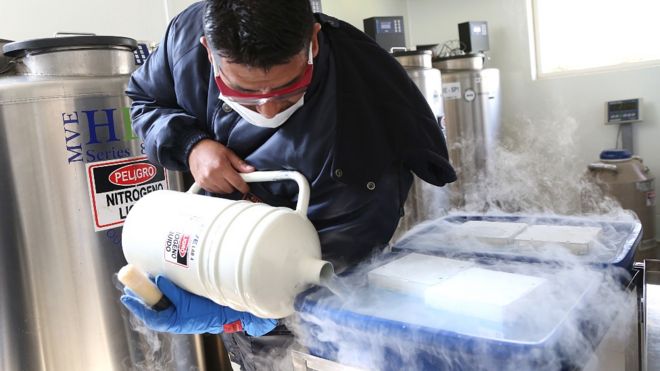 Técnico llenando un tanque de nitrógeno líquido en el criobanco del Centro Internacional de la Papa en Lima.