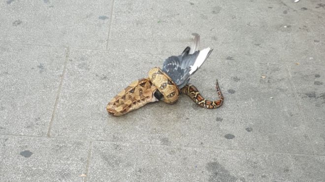 Python eating a pigeon
