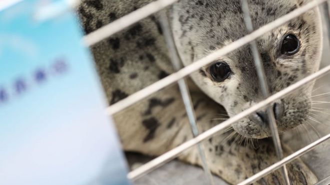 A spotted seal to be released back into the wild is seen in a cage on April 11, 2019 in Dalian