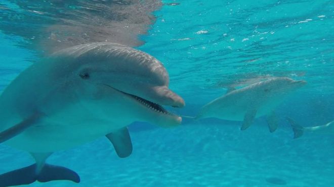 Счастливы дельфины в неволе или нет