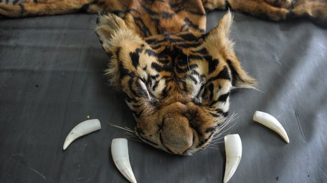 Конфискованная шкура и зубы находящегося под угрозой исчезновения суматранского тигра были выставлены в полицейском участке в Банда-Ачех, столице провинции Ачех, 10 августа 2015 года
