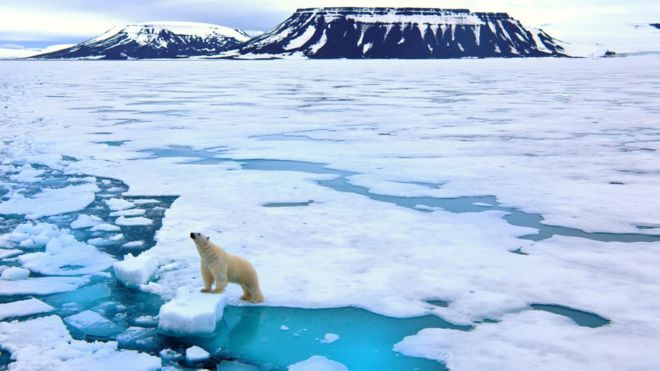 Un oso en el Ártico